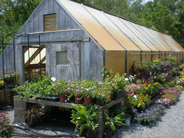 Flowering plants at Lowe’s Bayshore Garden Center