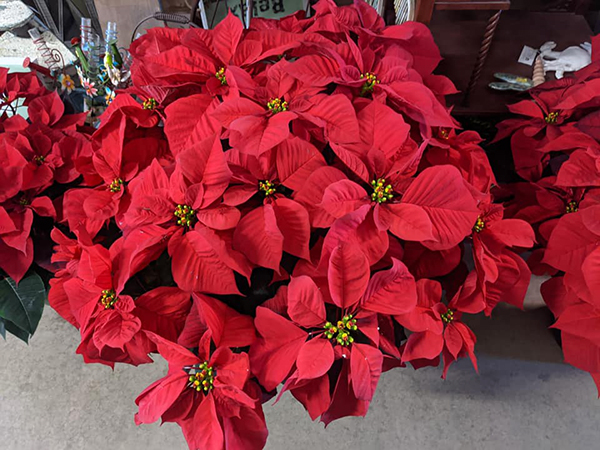 Christmas trees and holiday greenery at Lowe’s Bayshore