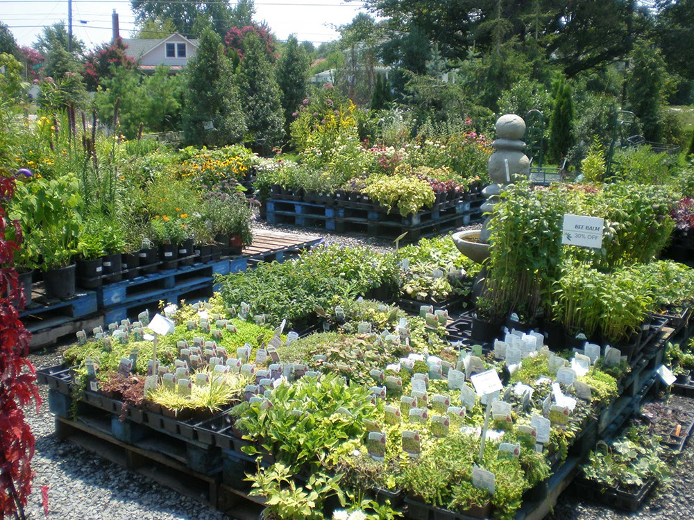 Garden plants and outdoor displays at Lowe’s Bayshore